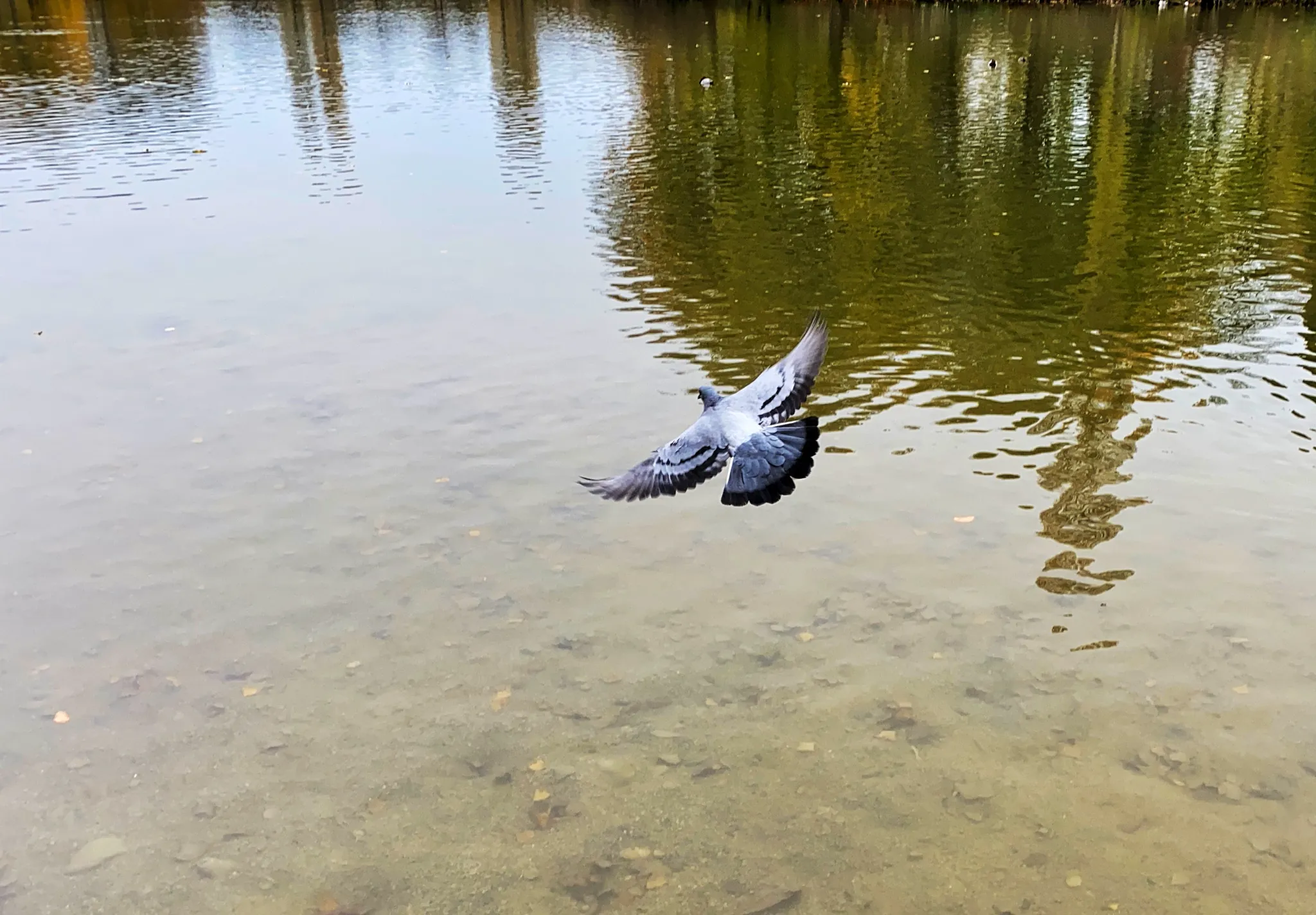 飞鸟掠过水面