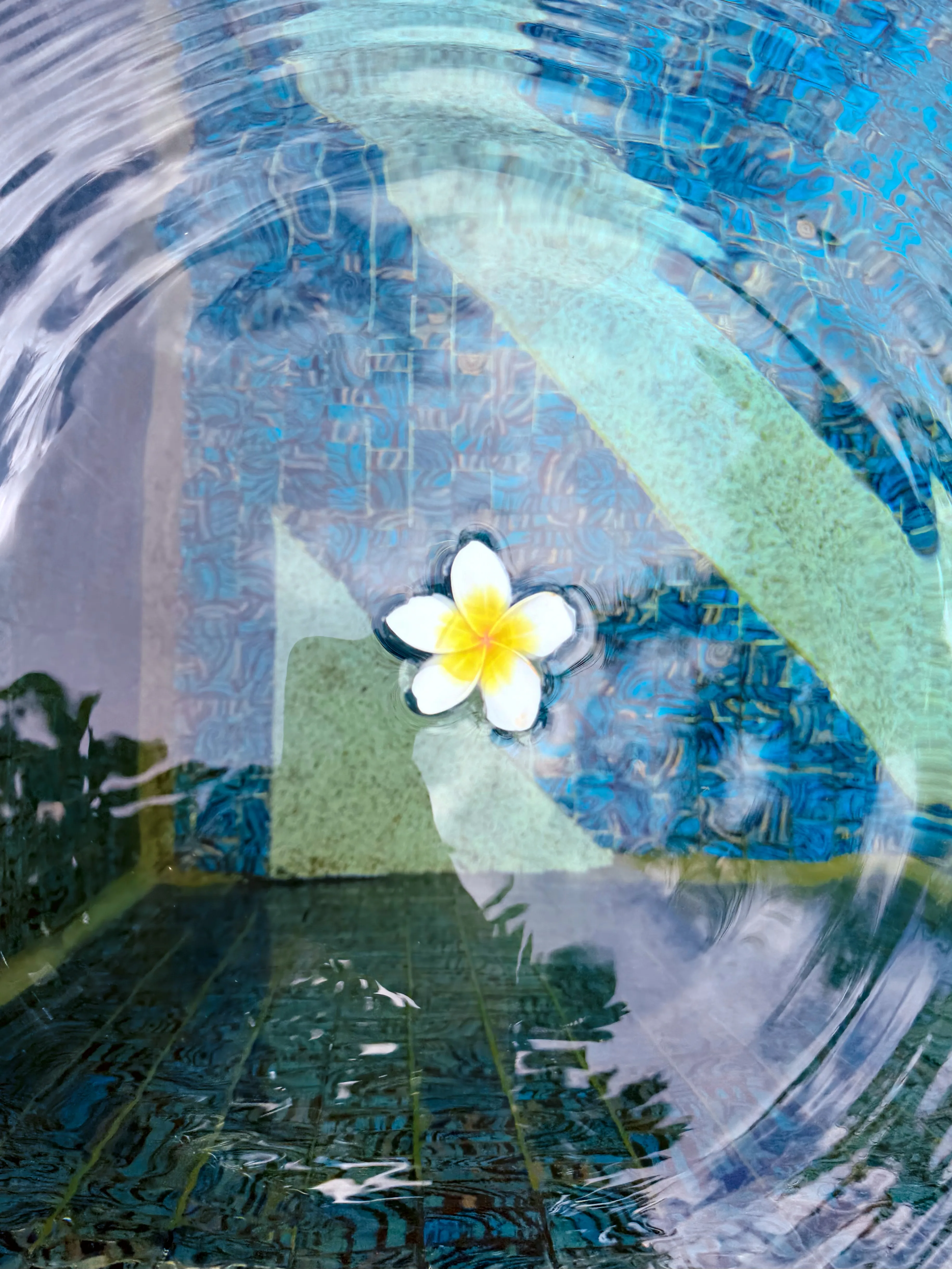 三亚水中漂浮鸡蛋花