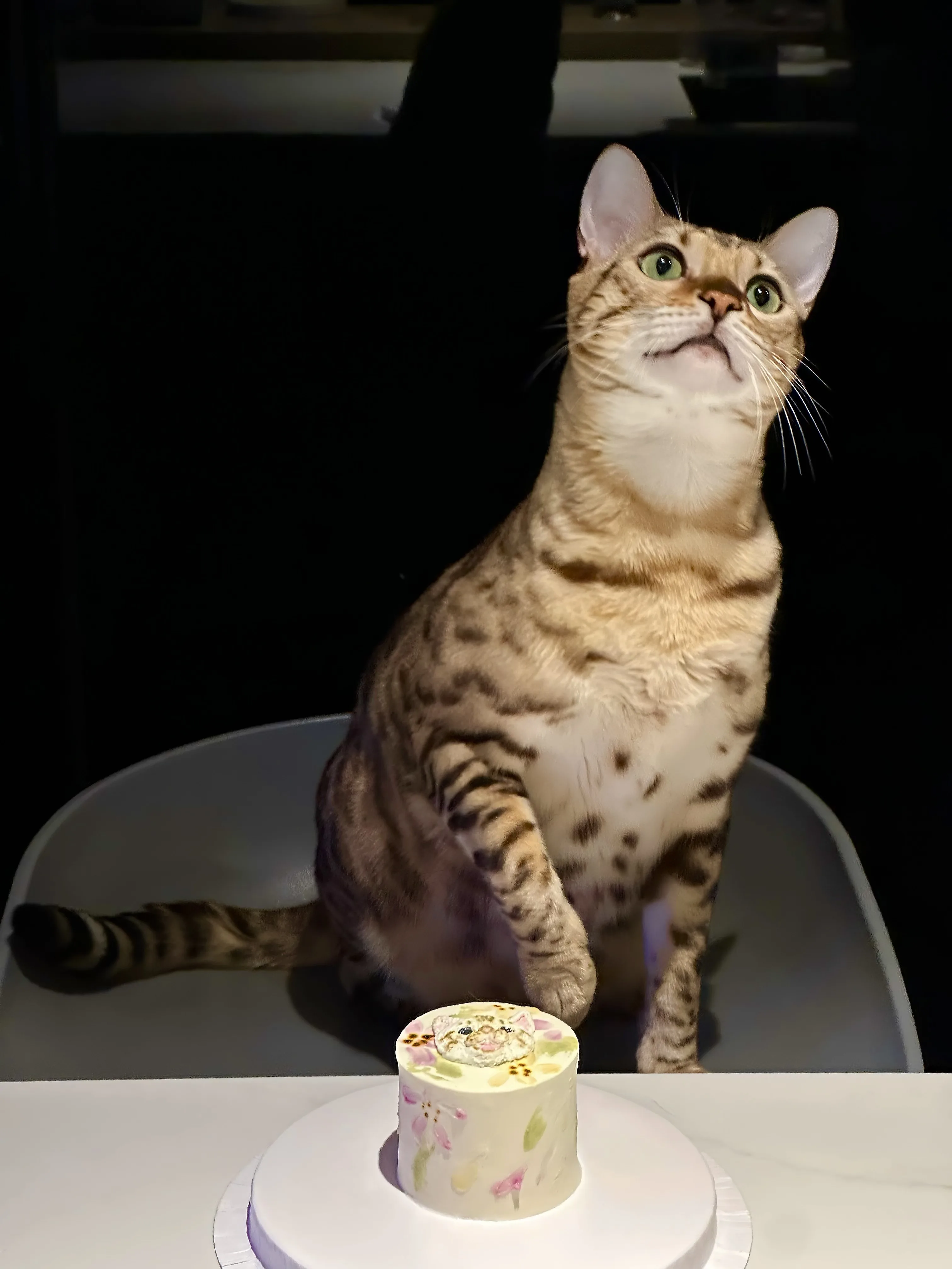 四川猫与蛋糕