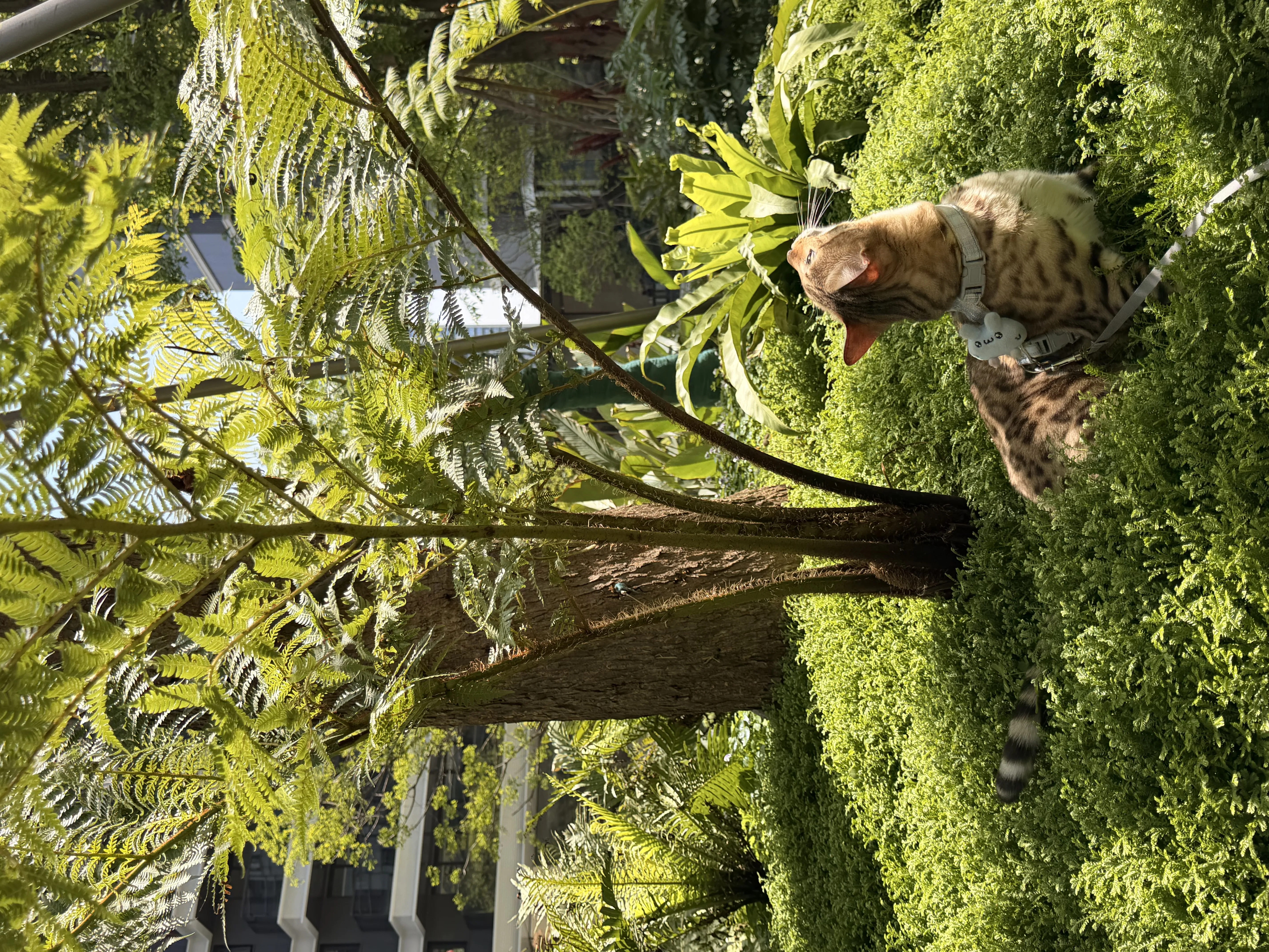 四川猫在绿植丛中