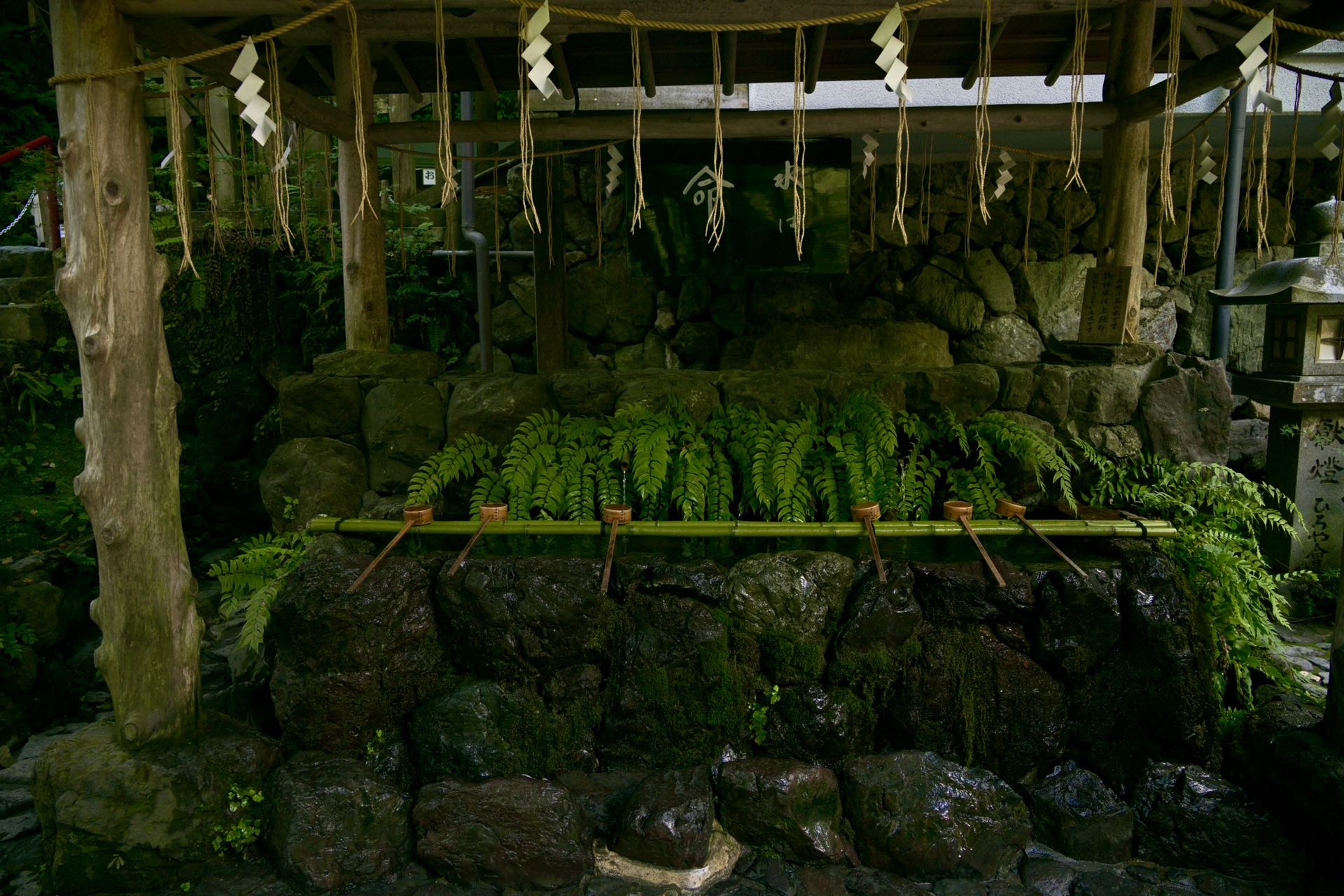 京都神社的苔藓与水