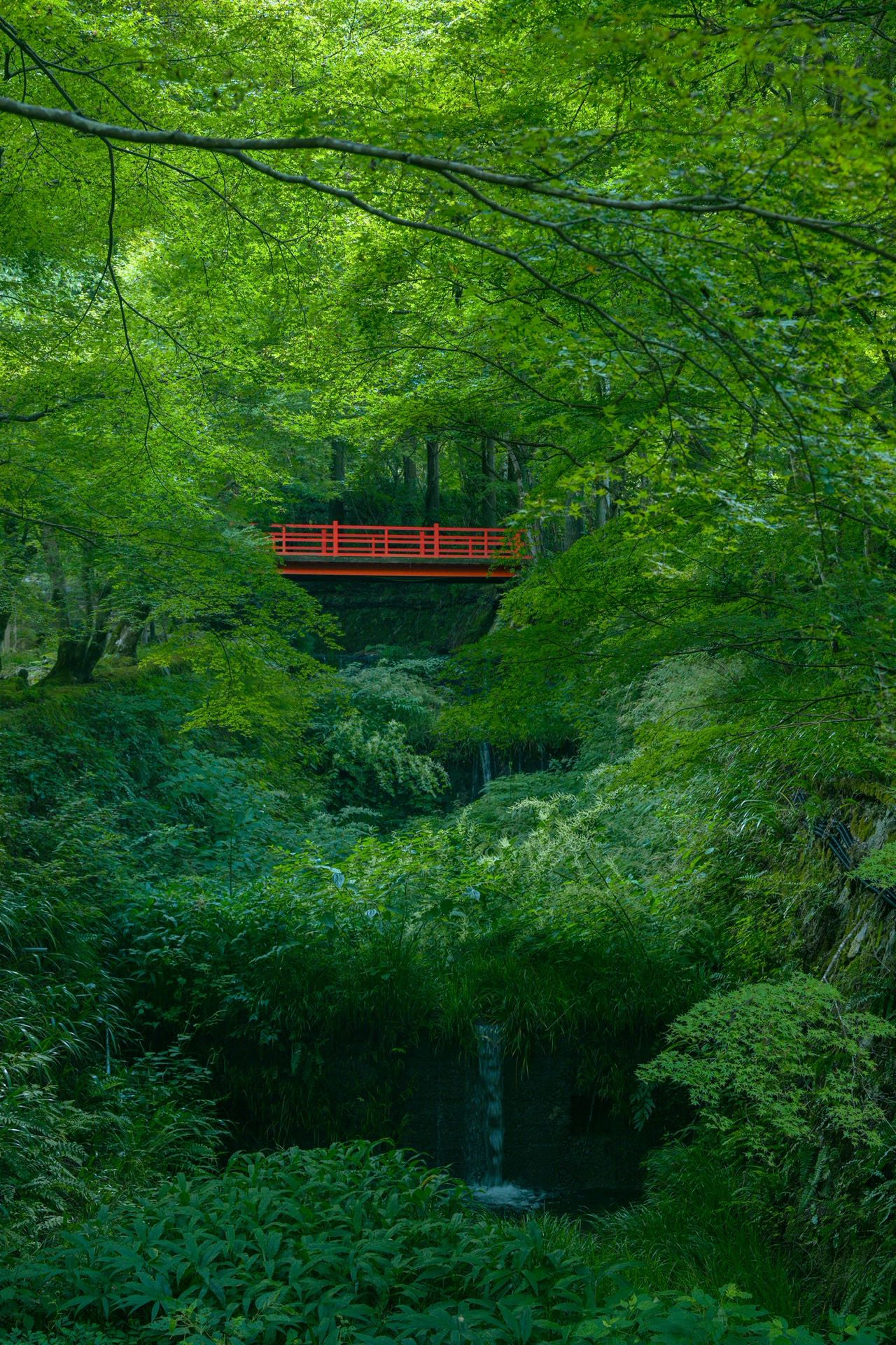京都森林中的红色桥
