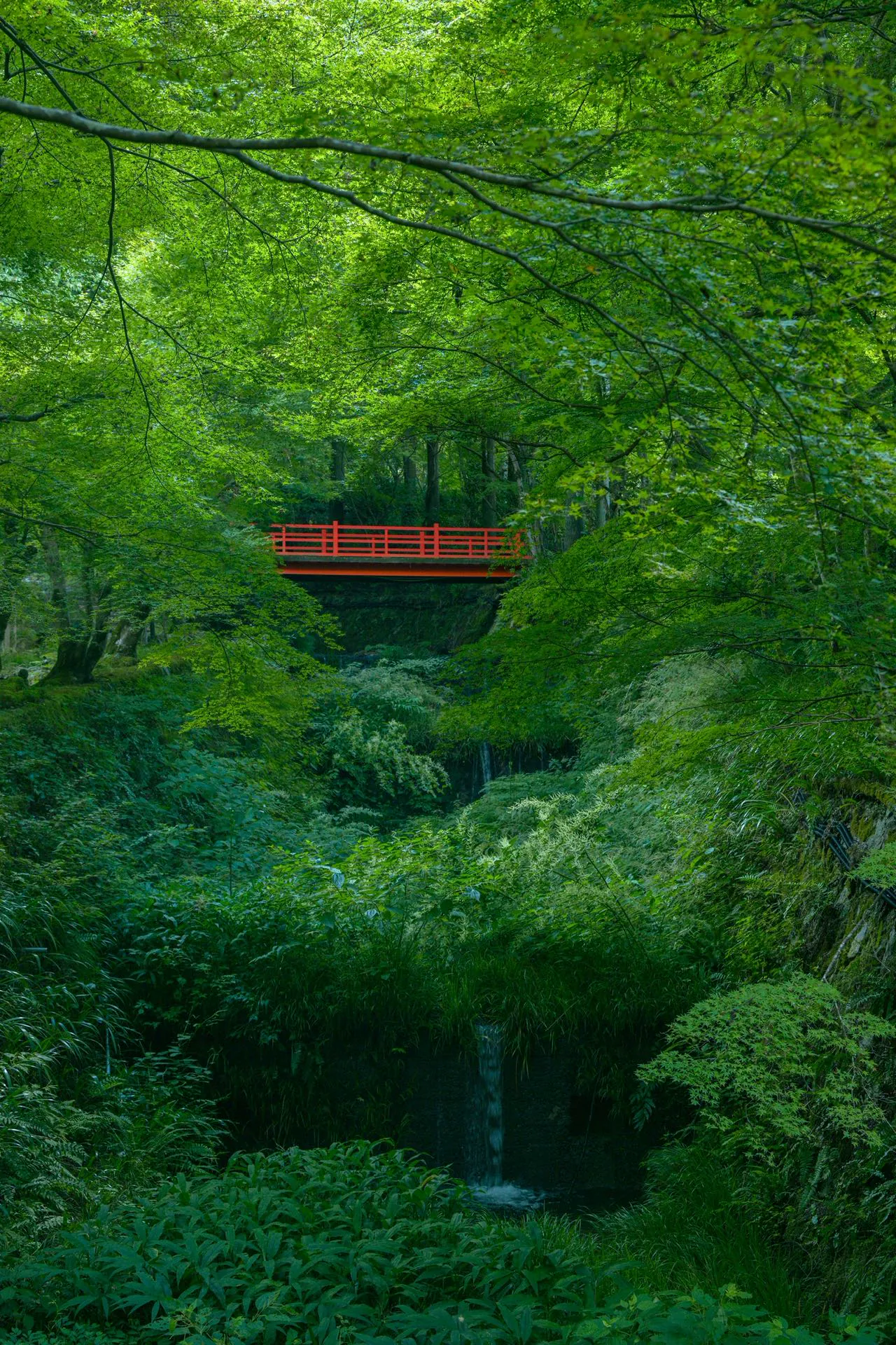 京都森林中的红色桥