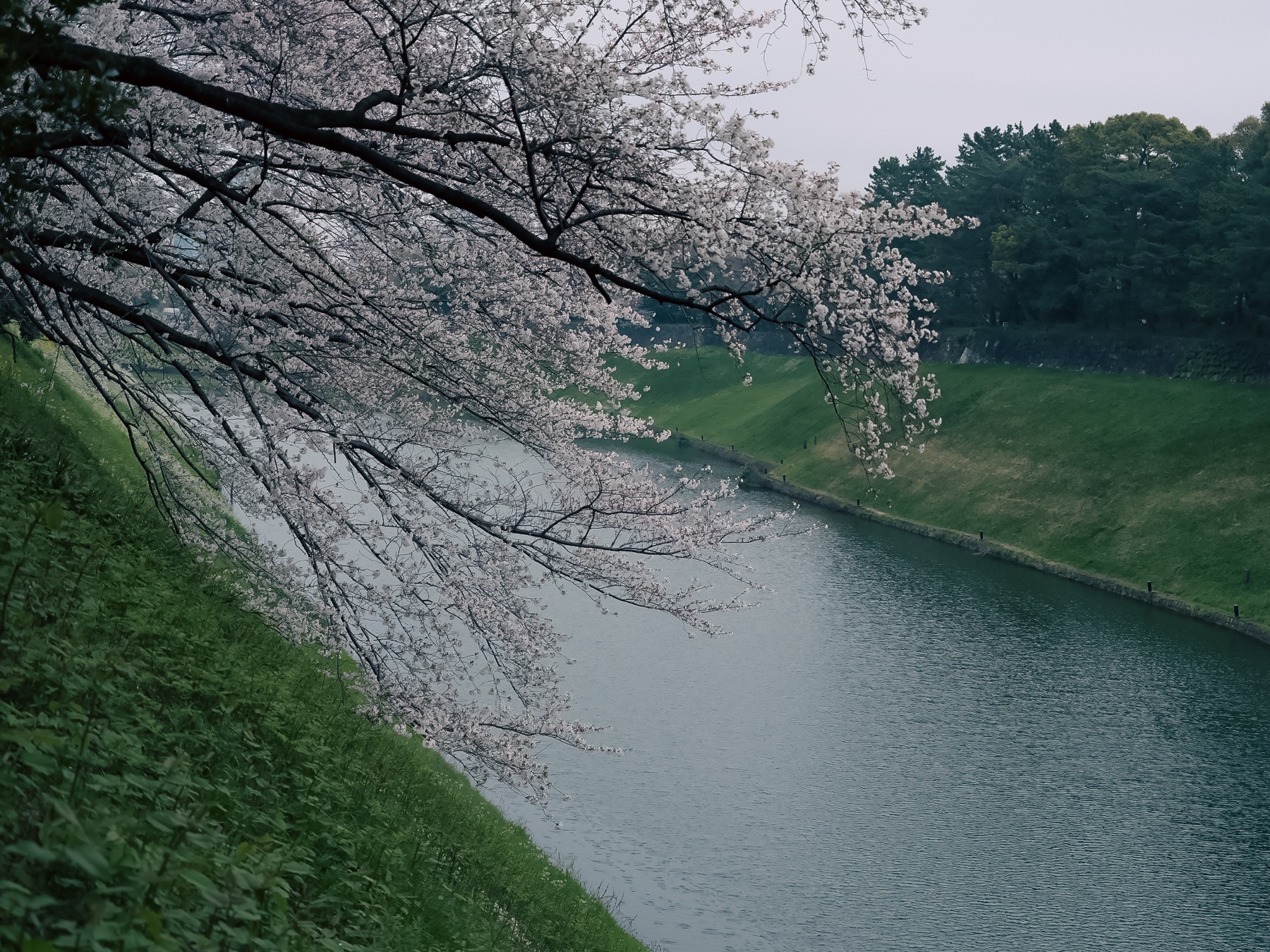 东京樱花与河道